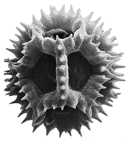 Cichorium pollen