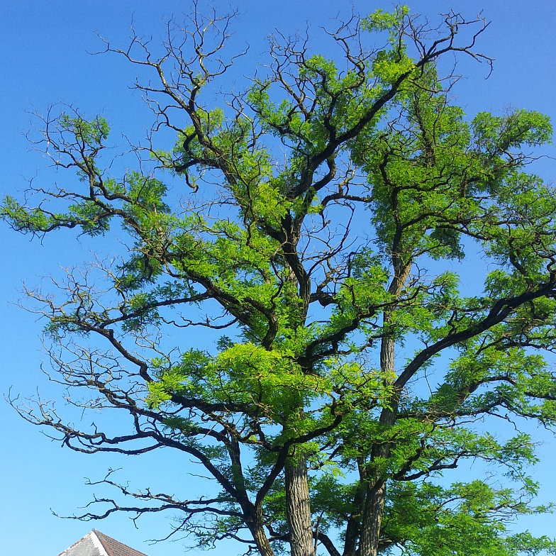 old tree in Reutigen
