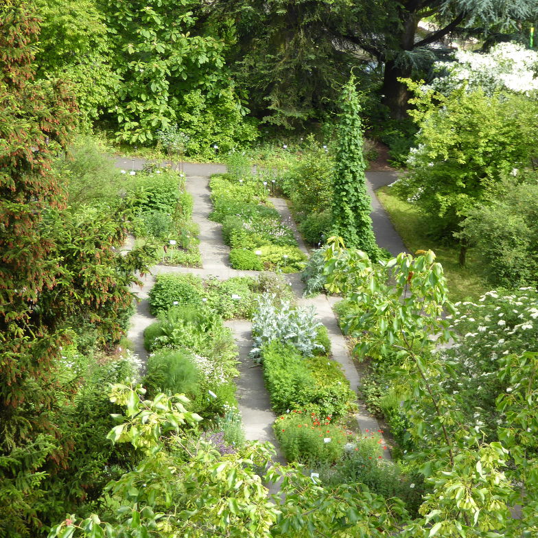 Medicinal plant garden in the botanical garden Bern
