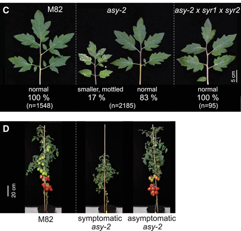 AntiSYS is critical for plant growth and reproduction