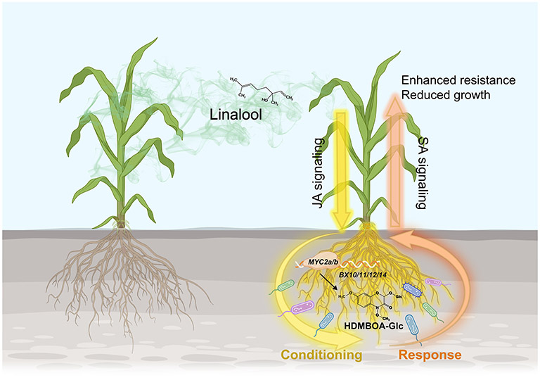 Model illustrating how dense planting triggers plant-soil feedback to enhance maize resistance
