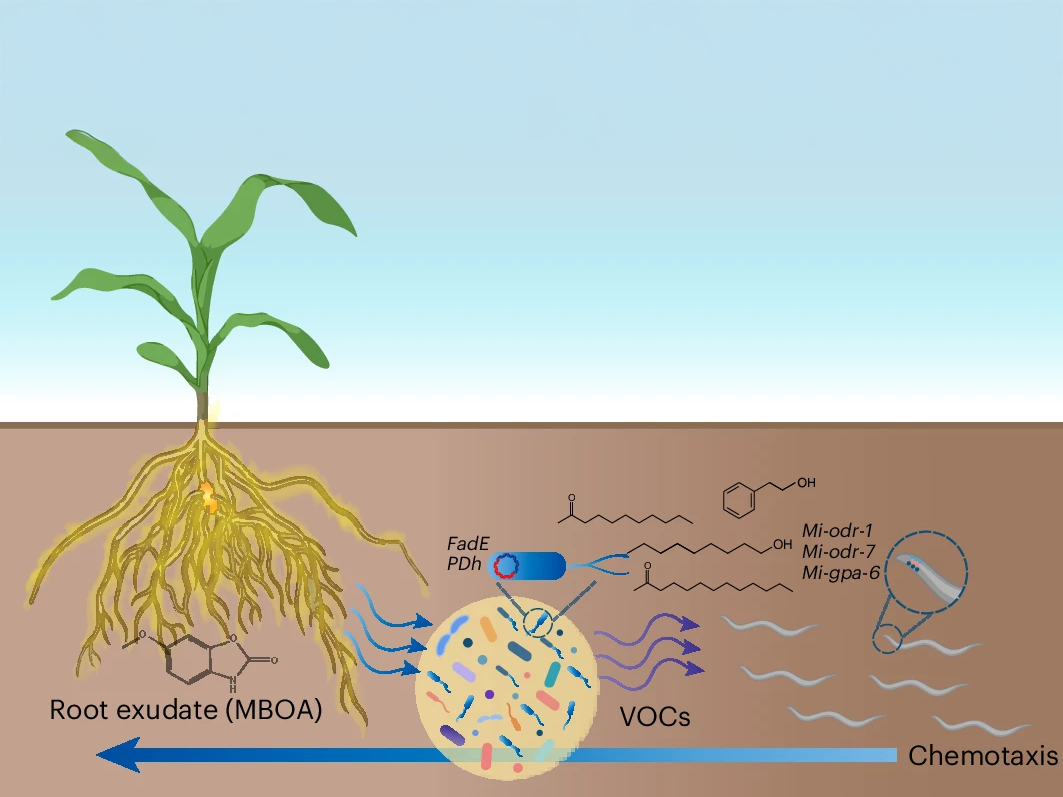 AntiSYS is critical for plant growth and reproduction