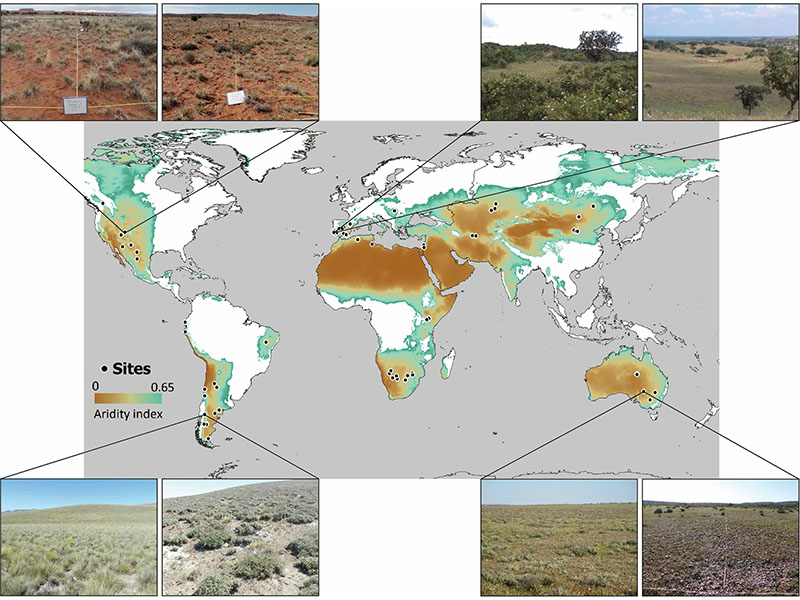 Model illustrating how dense planting triggers plant-soil feedback to enhance maize resistance
