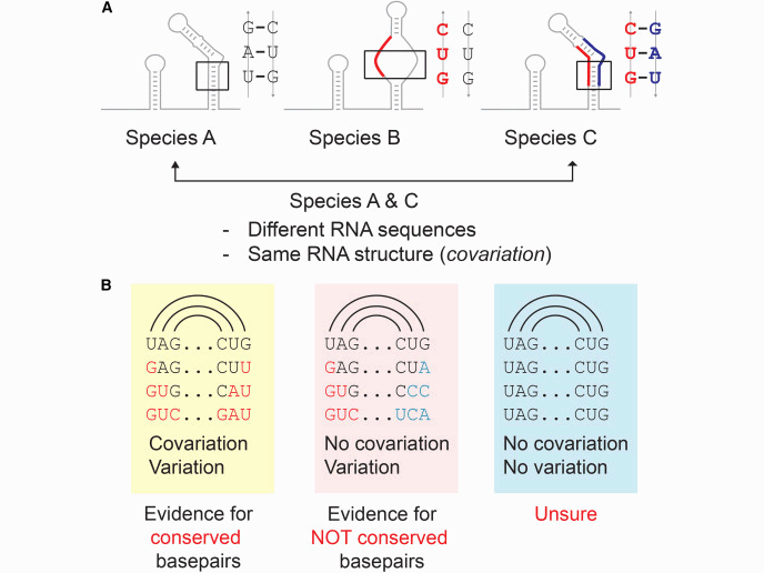 Conservation in RNA secondary structures.