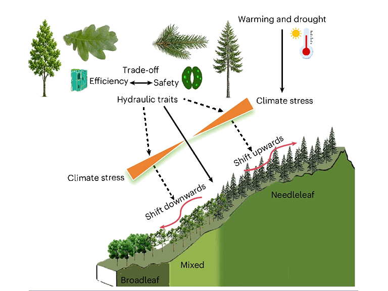 Mechanistic framework linking hydraulic traits to elevational range shifts of species under warming and drought