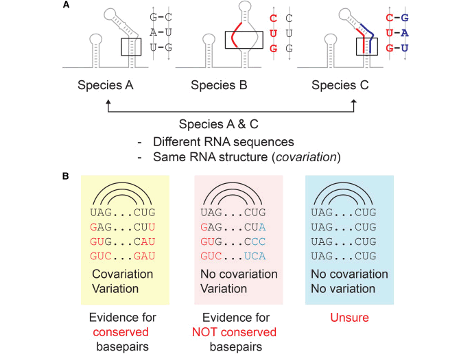 Conservation in RNA secondary structures.