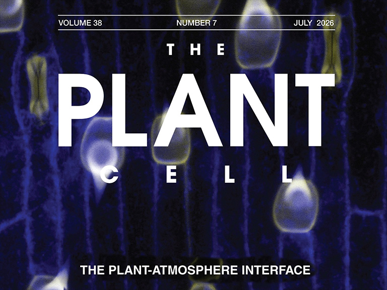 Analysis of interstomatal pavement cells as a proxy to identify transcriptomic 8 pavement cell features