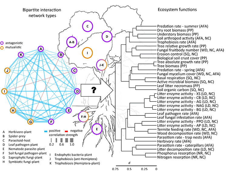 correlations among network indices of 11 types of species interaction networks