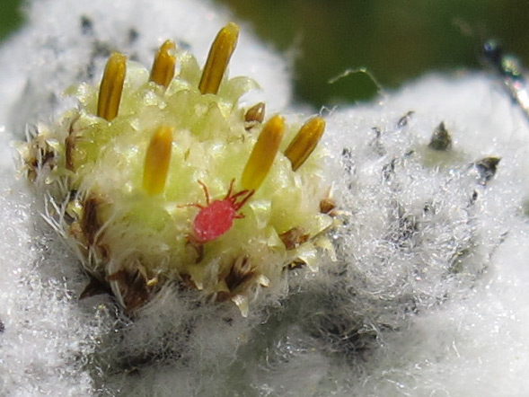 Acarian on an edelweiss found in the Bernese Oberland