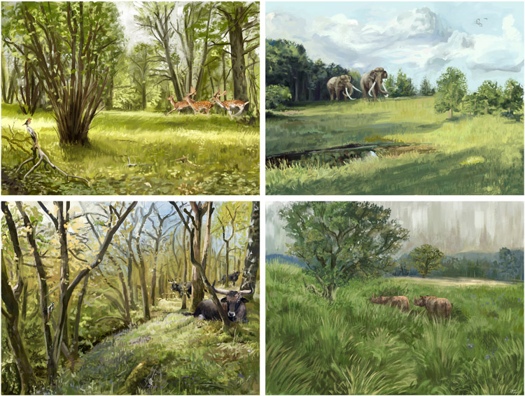 Palaeoartistic reconstructions of Last Interglacial landscapes in the European temperate forest biome, consistent with our pollen-based estimates of vegetation structure.