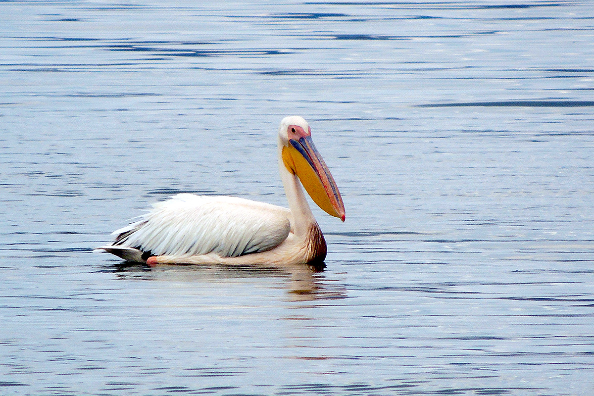 Great white pelican
