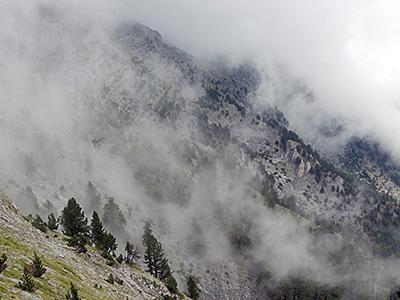 Tree line ecotone (Pinus heldreichii) at Mount Olympus (Greece)