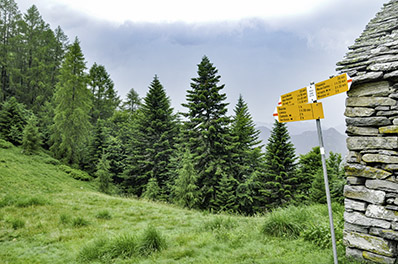 Abies alba at Locarno