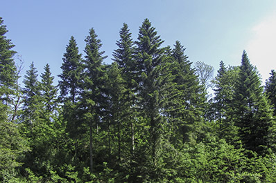 Abies alba at Varramista