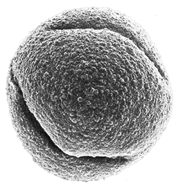 Pollen of Quercus petraea