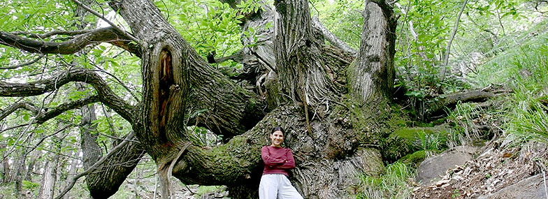 Exploring growth and factors affecting decline, senescence and death in giant chestnut trees