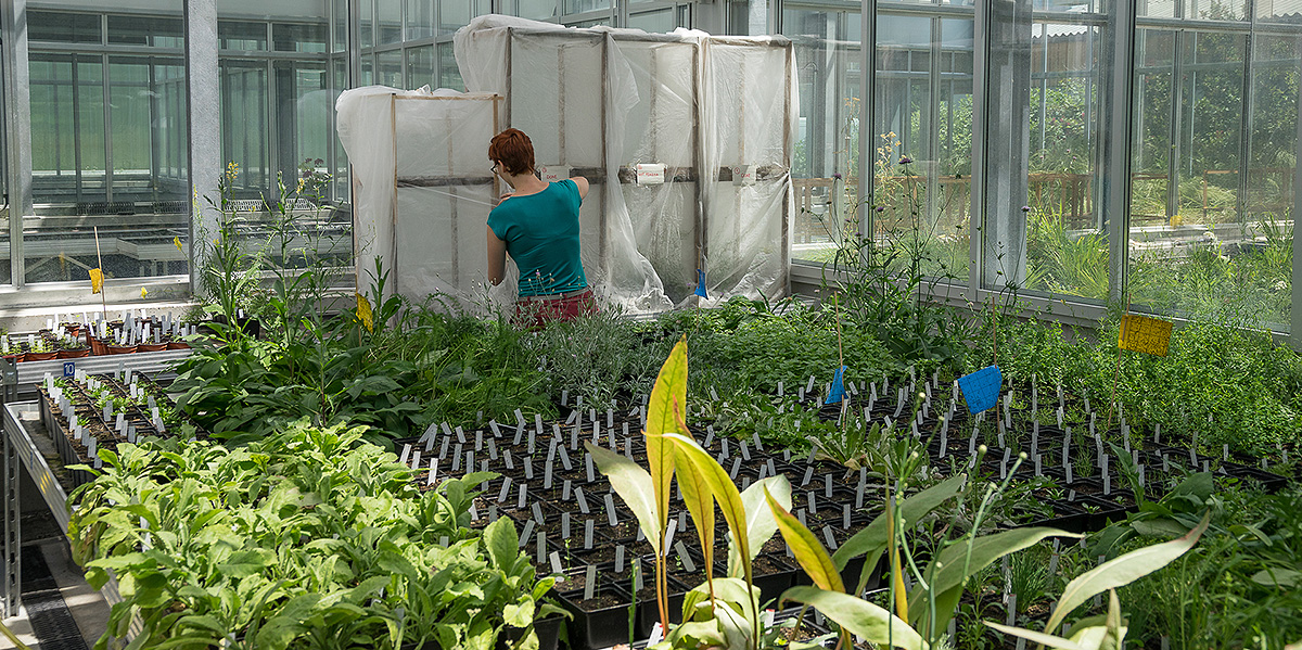 Setting of an experiment in one of our greenhouses