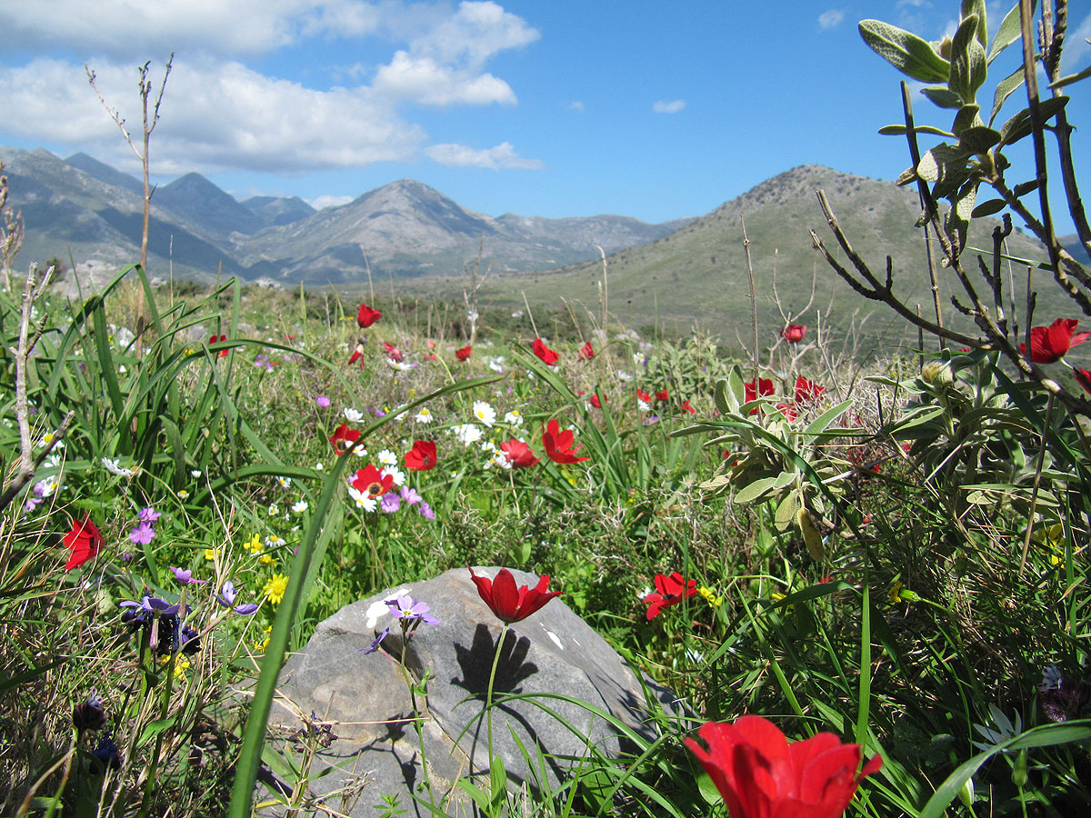 A biodiverse phrygana community in the southern Pelopennese (Greece)