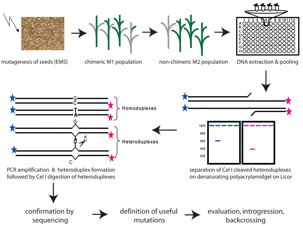 TILLING method