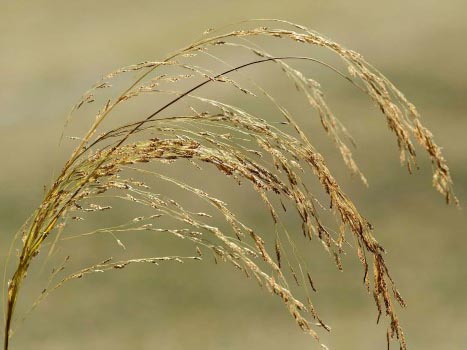 Teff