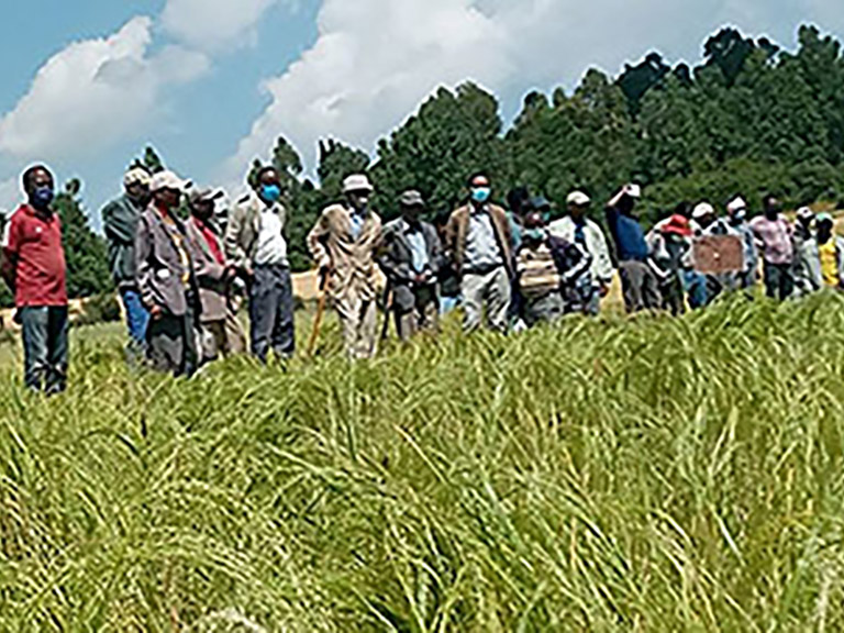 Farmers inspecting Bora tef at a recent field day near Debre Zeit. Photographer: Eshetu Alemu.