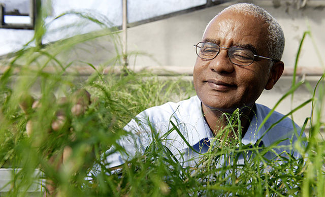 Zerihun Tadele examines a new tef line in a greenhouse in Bern