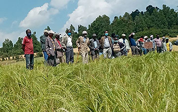 Farmers inspecting Bora tef at a recent field day near Debre Zeit. Photographer: Eshetu Alemu.