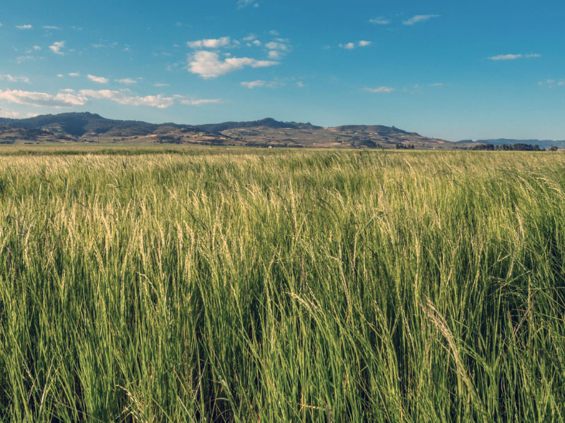 Teff field in the northern Ethiopian highlands. © iStock/derejeb