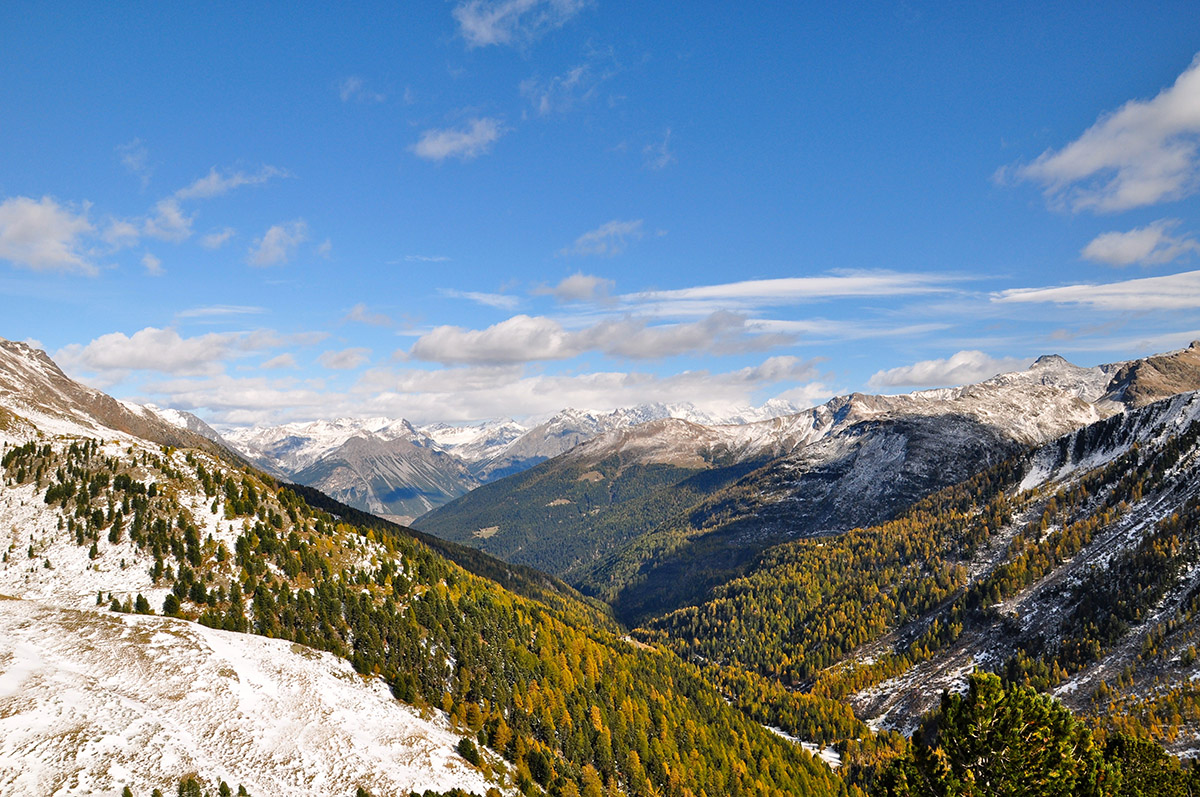 Climate change impacts on the genetic diversity of mountain forests are poorly understood