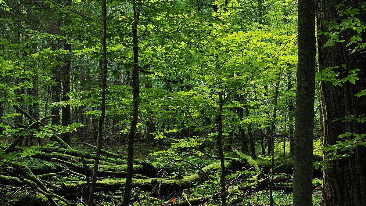 Inside a Bernese Forest