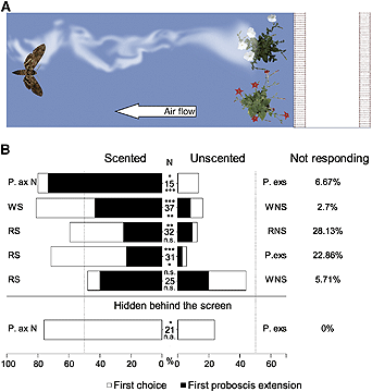 Moths Prefer Scented Flowers