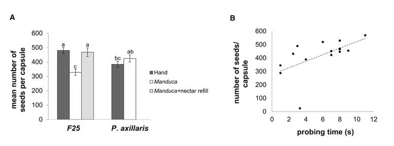 Comparison of mean number of seeds