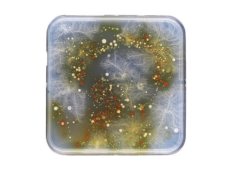 Maize root bacteria