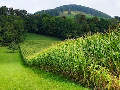 Corn
