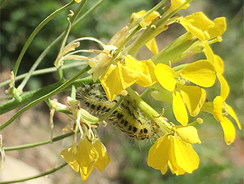 Flower of the Rhaetian wallflower (Erysimum rhaeticum) under attack by a caterpillar. Image: Tobias Züst