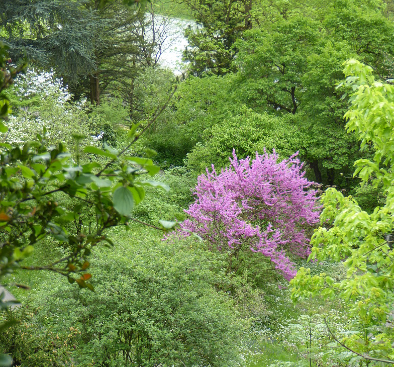 Blooming Judas tree in the botanical garden Bern