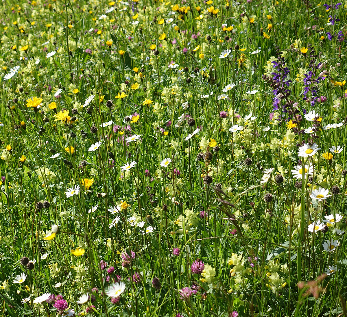 Mountain meadow in early June