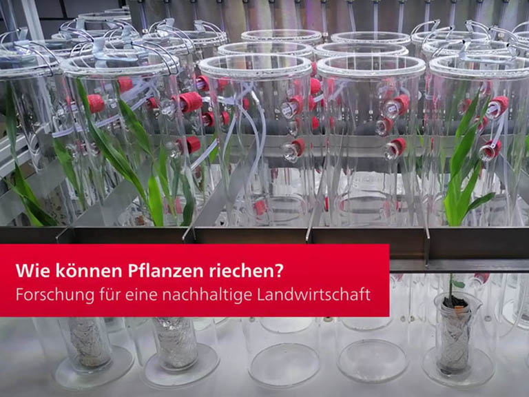 Wie können Pflanzen riechen? Forschung für eine nachhaltige Landwirtschaft