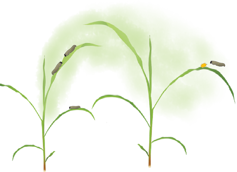 Corn