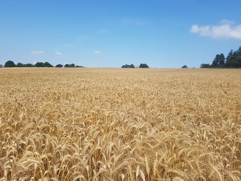 wheat yield