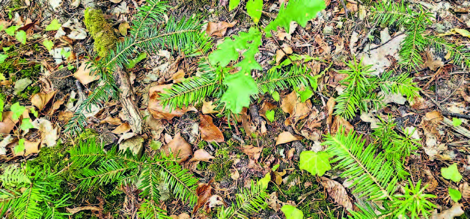 Junge Weisstannen gedeihen bei Montalcino in der Toskana in mediterranem Klima zusammen mit verschiedenen Eichenarten