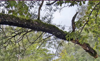 Wald an der Aare bei Muri. Foto: Keystone