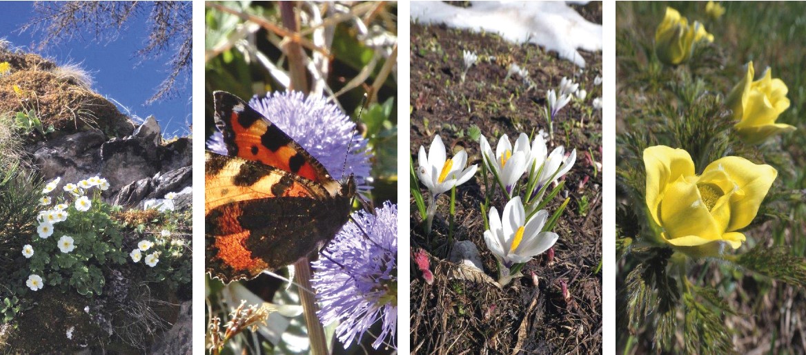 Alpenhahnenfuss, Kleiner Fuchs auf Kugelblume, Krokus und Schwefelanemone