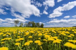 https://www.nzz.ch/schweiz/biodiversitaets-bericht-fordert-auch-schweiz-heraus-ld.1479829