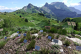 Alpengarten Schynige Platte