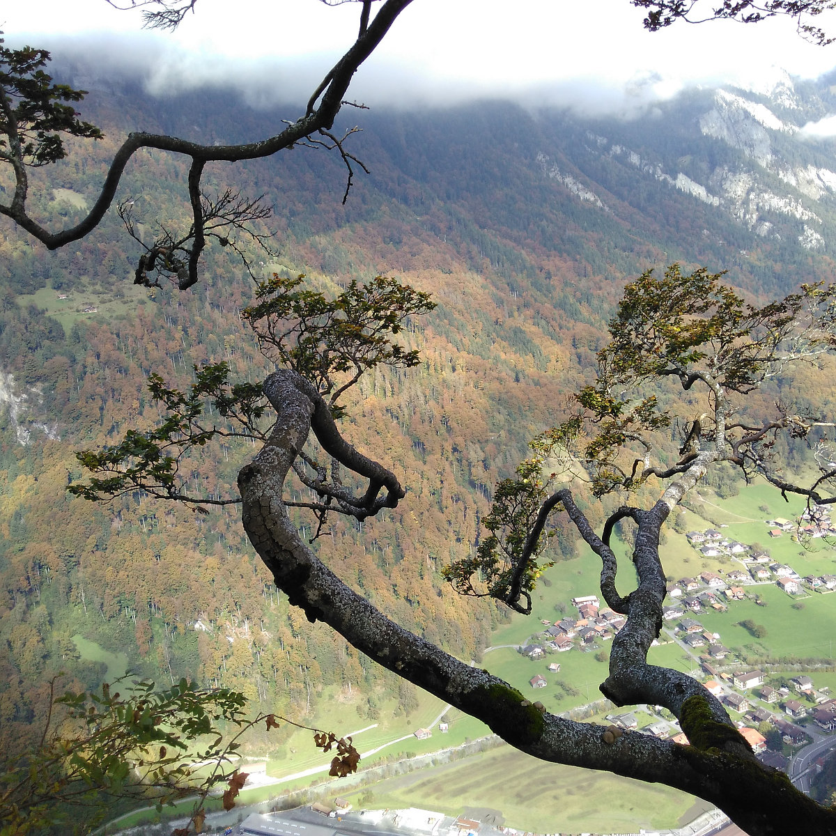 Gündlischwand through the branches of an old beech