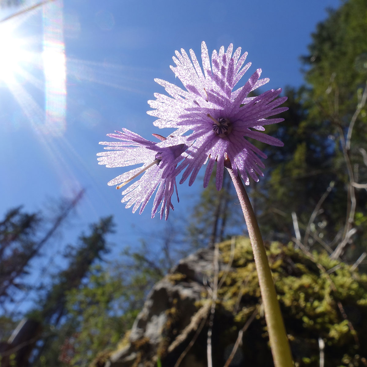 Soldanella alpina - Alpine snowbell