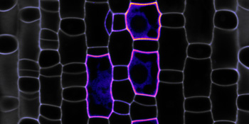 One of the two “compass proteins” (POLAR, in pink) orients the future cell division. In grey are cell outlines on the developing leaf.