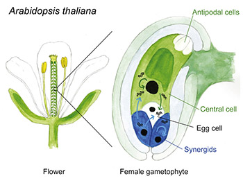 graphical abstract