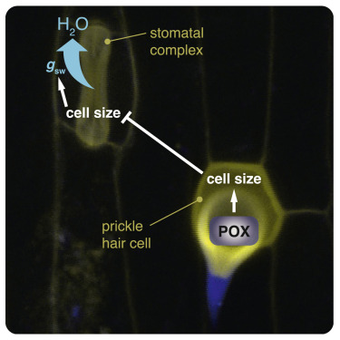 graphical abstract